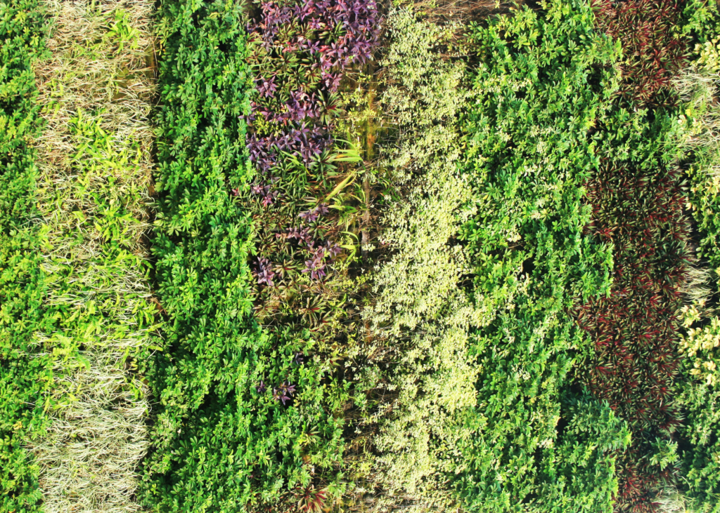 jardín vertical con diferente plantaciones