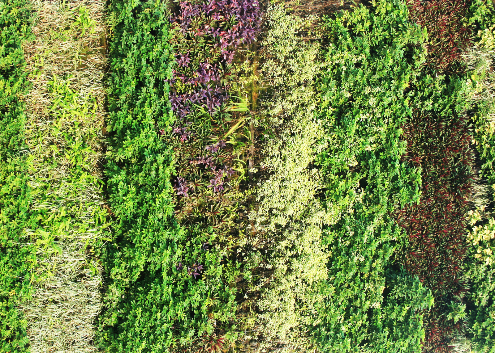 jardín vertical con diferente plantaciones