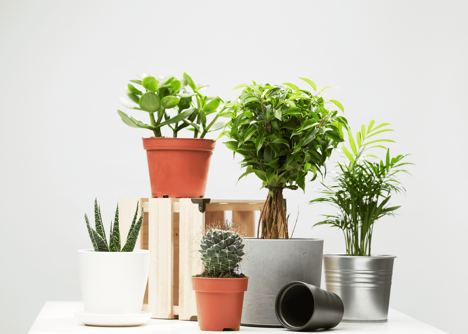 Diferentes tipos de plantas para interiores sin luz natural